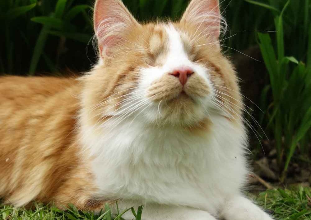 Ginger and white cat resting on grass