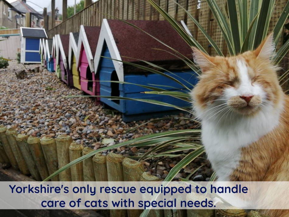 the ginger cat house rescue