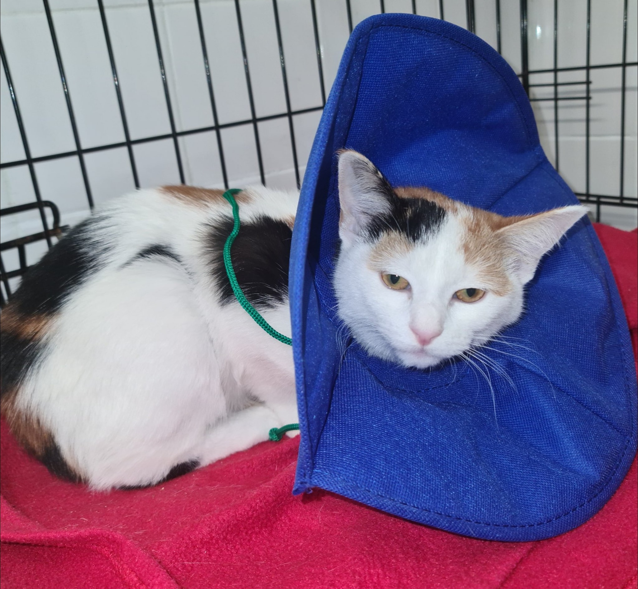 Meg Update Bradford Cat Watch Rescue