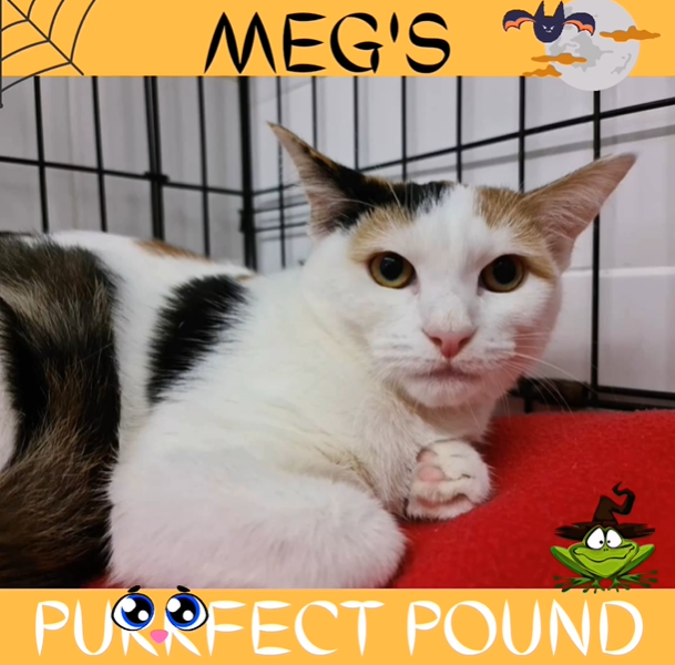 Meg’s Purrfect Pound Bradford Cat Watch Rescue