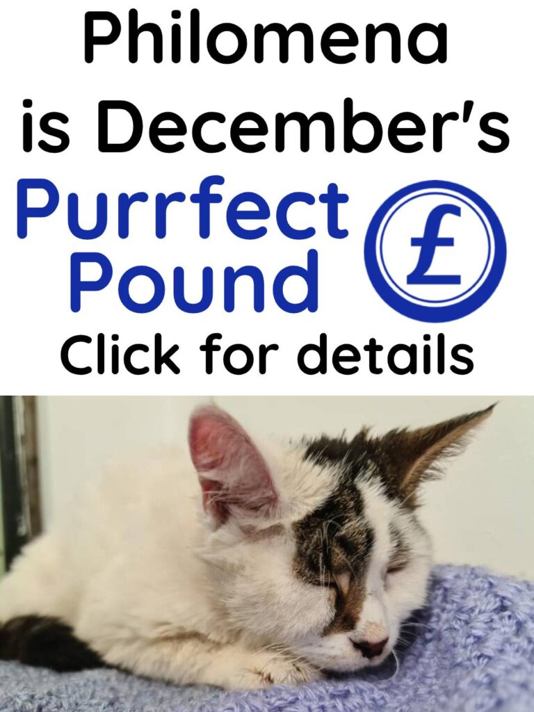 Purrfect Pound Banner Mobile 2020 12 1