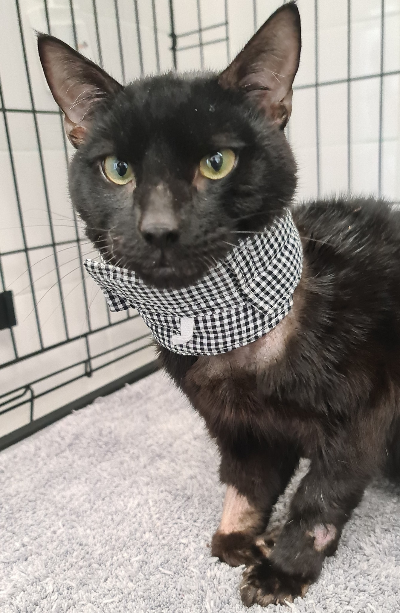 Jimmy Update Bradford Cat Watch Rescue